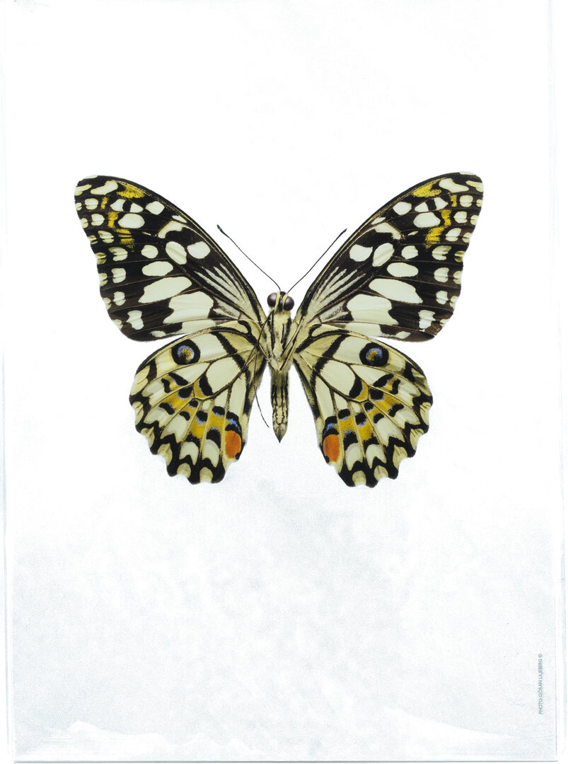 Liljebergs fotoprint Vlinder wit 21x30 - De Blaker exclusief