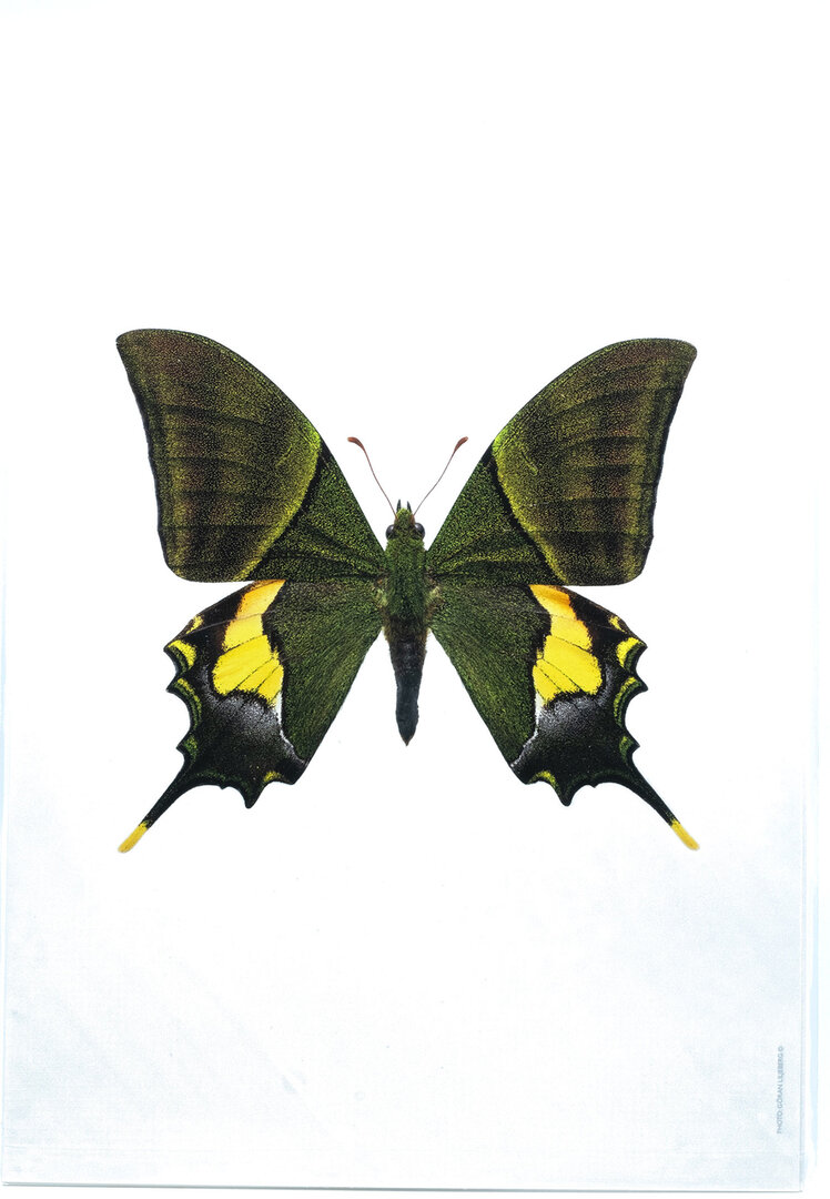 fotoprint Vlinder geel/groen 21x30 cm - Blaker exclusief
