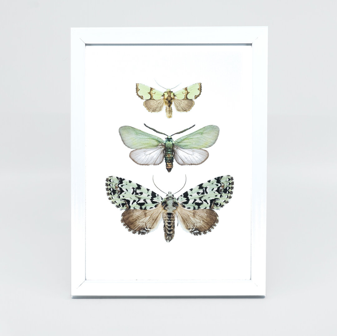 opslag onbekend Isaac Liljebergs Fotolijst wit met fotoprint vlinders groen 15x21 cm - De Blaker  exclusief