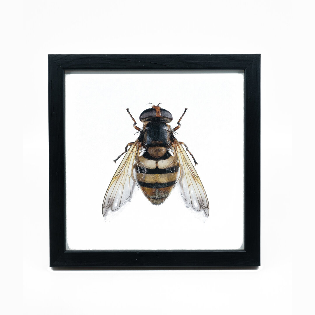 Liljebergs Fotolijst zwart met fotoprint van een bij 15x15 cm