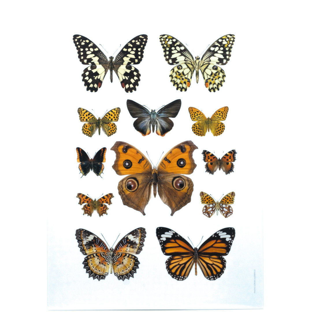 fotoprint Vlinders oranje 21x30 cm - De Blaker exclusief