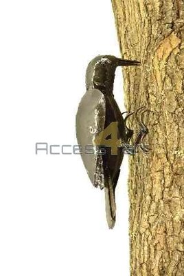 Metalen specht, metalen vogel | Birdwoods