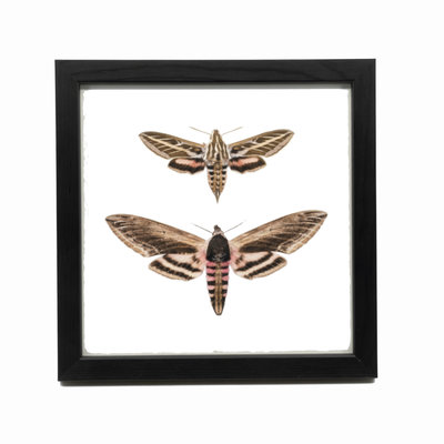 Liljebergs Fotolijst zwart 15x15 cm Liljebergs Fotolijst zwart 15x15 cm