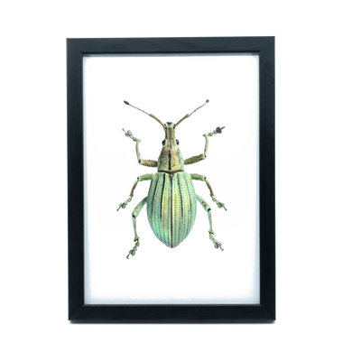 Liljebergs Fotolijst zwart met fotoprint kever groen 15x21 cm Liljebergs Fotolijst zwart met fotoprint kever groen 15x21 cm