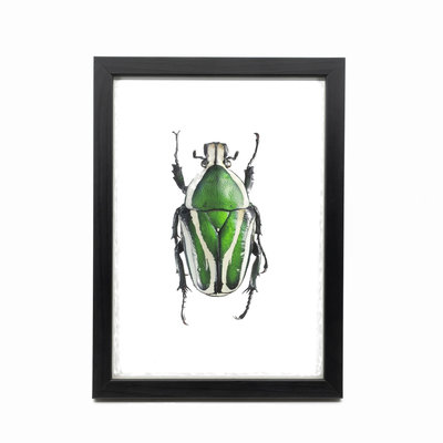 Liljebergs Fotolijst zwart met fotoprint kever groen wit 15x21 cm Liljebergs Fotolijst zwart met fotoprint kever groen wit 15x21 cm