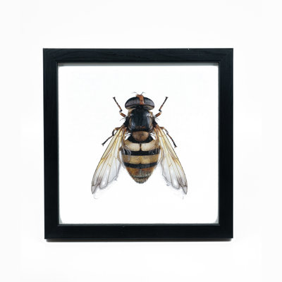 Liljebergs Fotolijst zwart met fotoprint van een bij 15x15 cm Liljebergs Fotolijst zwart met fotoprint van een bij 15x15 cm