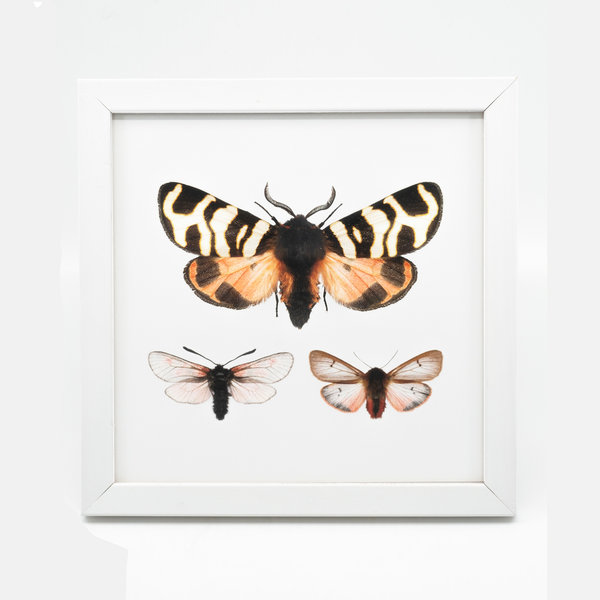 Liljebergs Fotolijst wit met fotoprint vlinder roze zwart 15x15 cm Liljebergs Fotolijst wit met fotoprint vlinder roze zwart 15x15 cm
